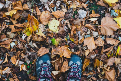 Low section of person standing on dry leaves