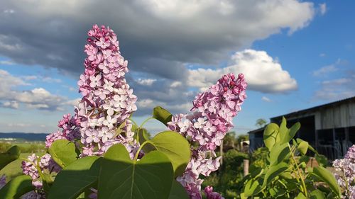 Close-up of pink flowering plant against sky