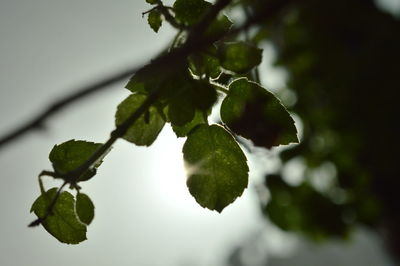 Close-up of fresh green plant against sky