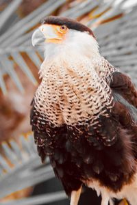 Close-up of eagle perching