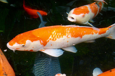 Close-up of fish swimming in water