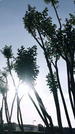 Low angle view of trees against sky