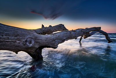 Driftwood on tree by sea against sky during sunset