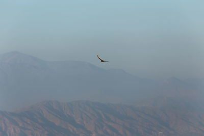 Bird flying over mountains against clear sky