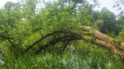 View of dead tree in forest