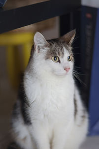 Close-up portrait of cat