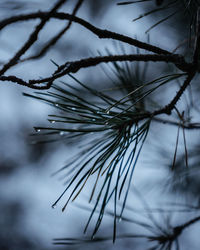 Close-up of wet pine tree during winter