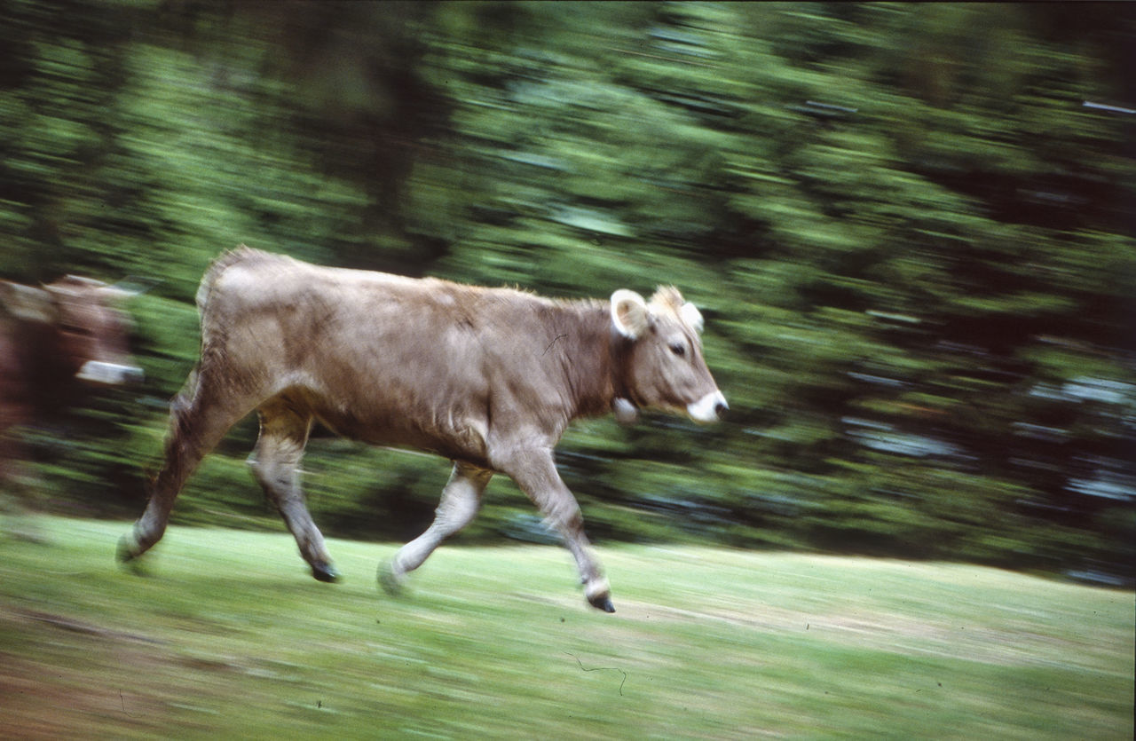 SIDE VIEW OF A HORSE RUNNING