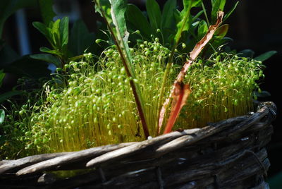 Close-up of fresh plants in basket on field