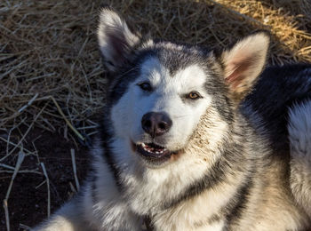 Close-up portrait of dog