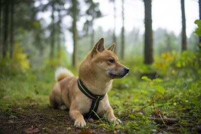 Dog on field