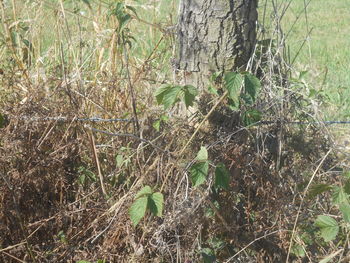 plant