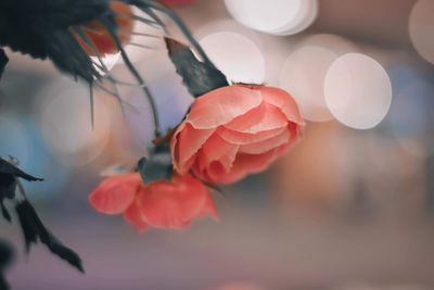 Close-up of flowers against blurred background