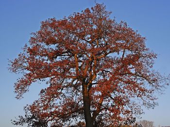 Low angle view of tree against sky during autumn