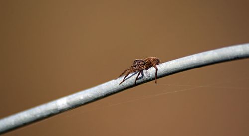 Close-up of insect on twig