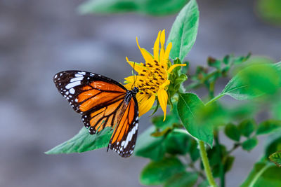 Close-up of butterfly pollinating on flower