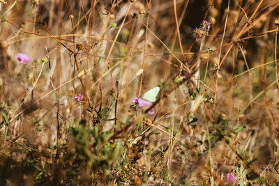 Close-up of flowers on field