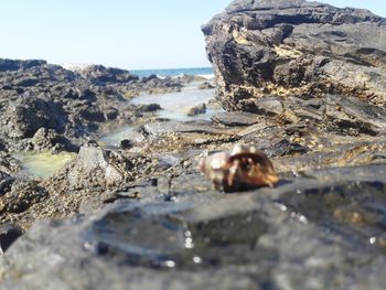 Close-up of crab on rock at beach against clear sky