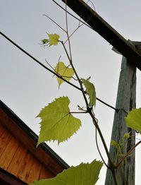 Low angle view of plant against sky