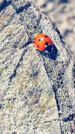 Close-up of ladybug on leaf