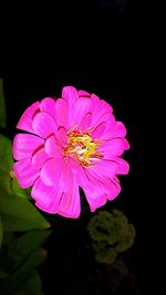 Close-up of pink flower blooming against black background