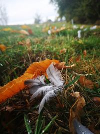 Close-up of orange flower on field