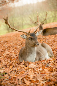 View of deer on field