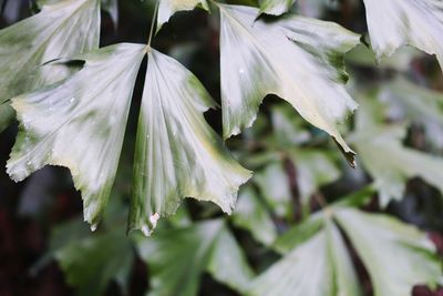 Close-up of white flowering plant leaves