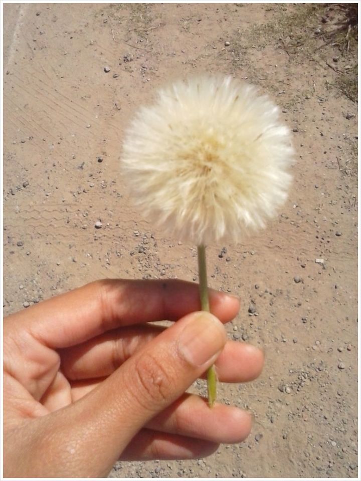 person, holding, dandelion, freshness, close-up, part of, flower, human finger, fragility, cropped, flower head, single flower, white color, seed, nature, softness, day