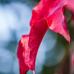 Close-up of red rose