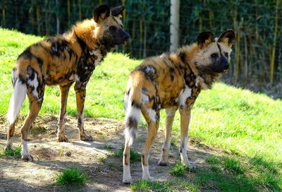 Horses standing in a field