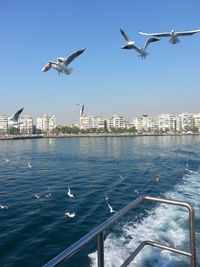 Seagulls flying over sea in city