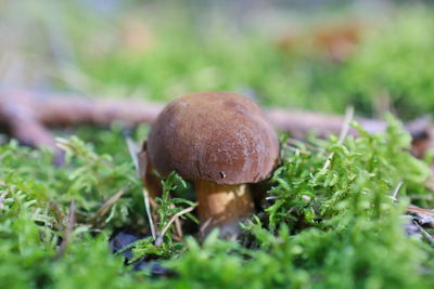 Close-up of mushroom growing on moss