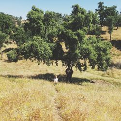 Trees growing on field