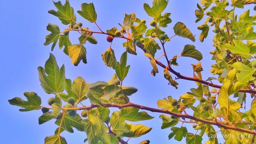 Low angle view of flowering tree against blue sky