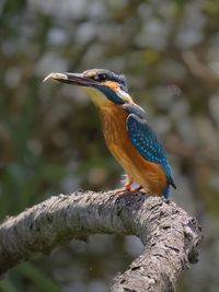 Close-up of bird perching on branch