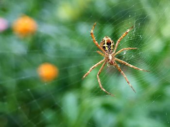 Close-up of spider on web