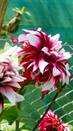 Close-up of pink flowers blooming outdoors