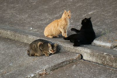 Cat looking away