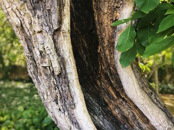 Close-up of tree trunk