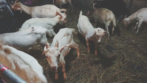 High angle view of sheep in pen