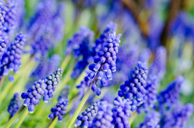 Close-up of lavender blooming outdoors