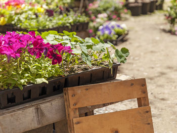 Close-up of potted plant