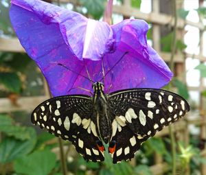 Close-up of butterfly on purple flower