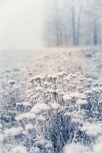 Close-up of snow on field against sky