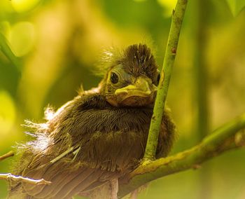 Close-up of bird perching on branch