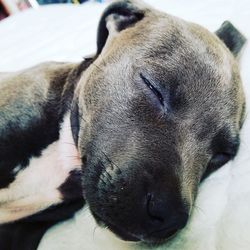 Close-up of dog sleeping