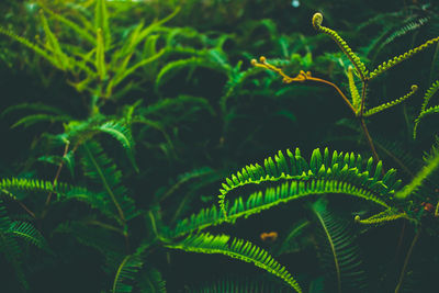 Close-up of fern leaves