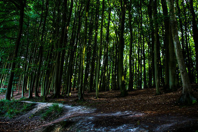 View of bamboo trees in forest