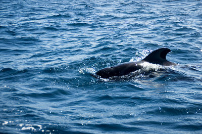 Close-up of dolphin in sea